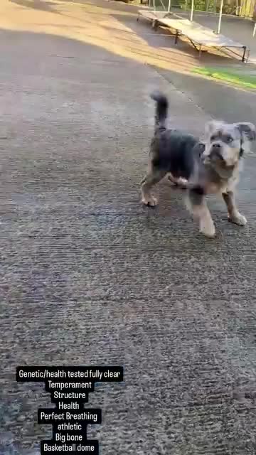 Olde English Bulldogge dogs for sale: Olde English bulldog 5 gen of health genetic clear - Video 1