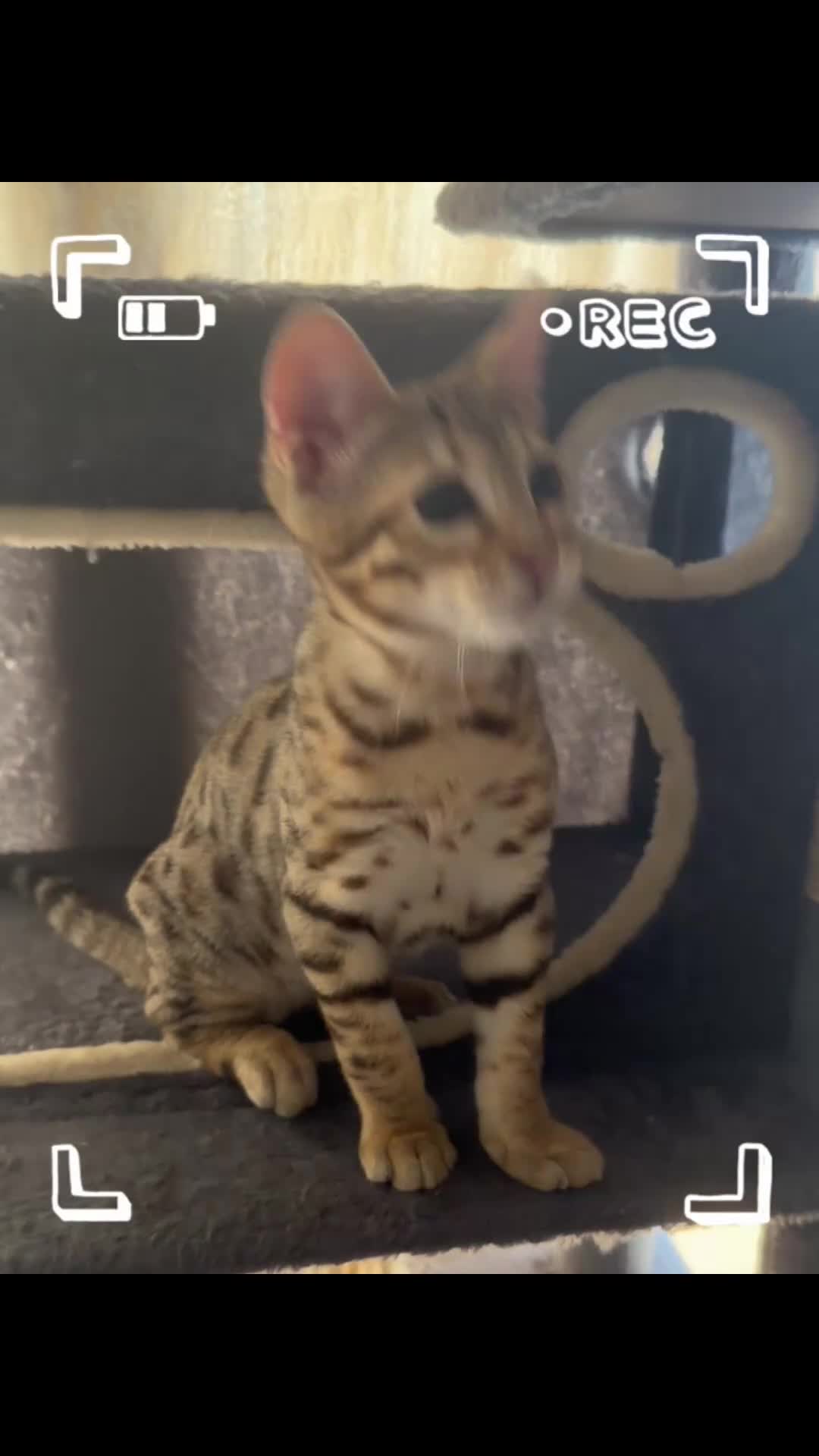 Bengal cats for sale: Stunning beautiful bengal kittens  - Video 1