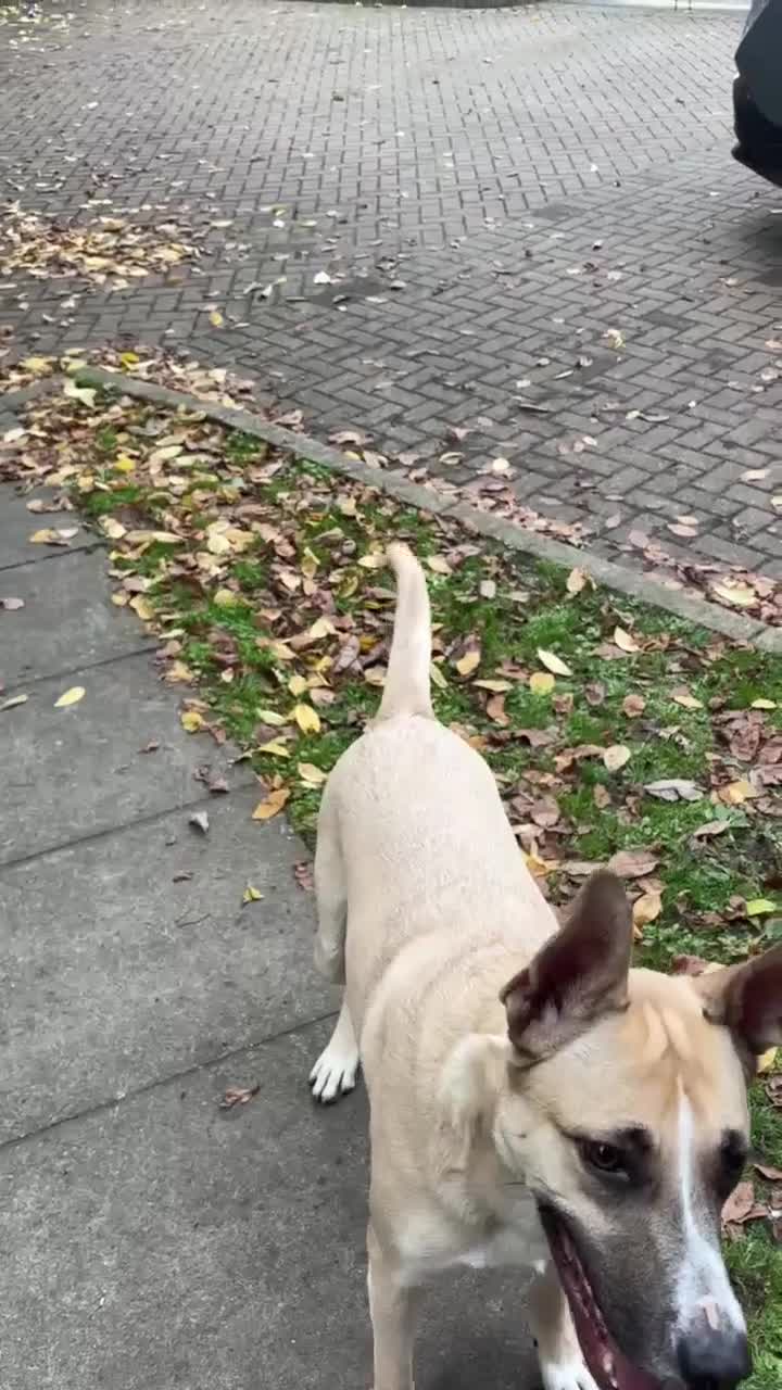 Mixed Breed dogs for adoption: COOPER - 2 Years Old, Mixed Breed Boy - Video 1