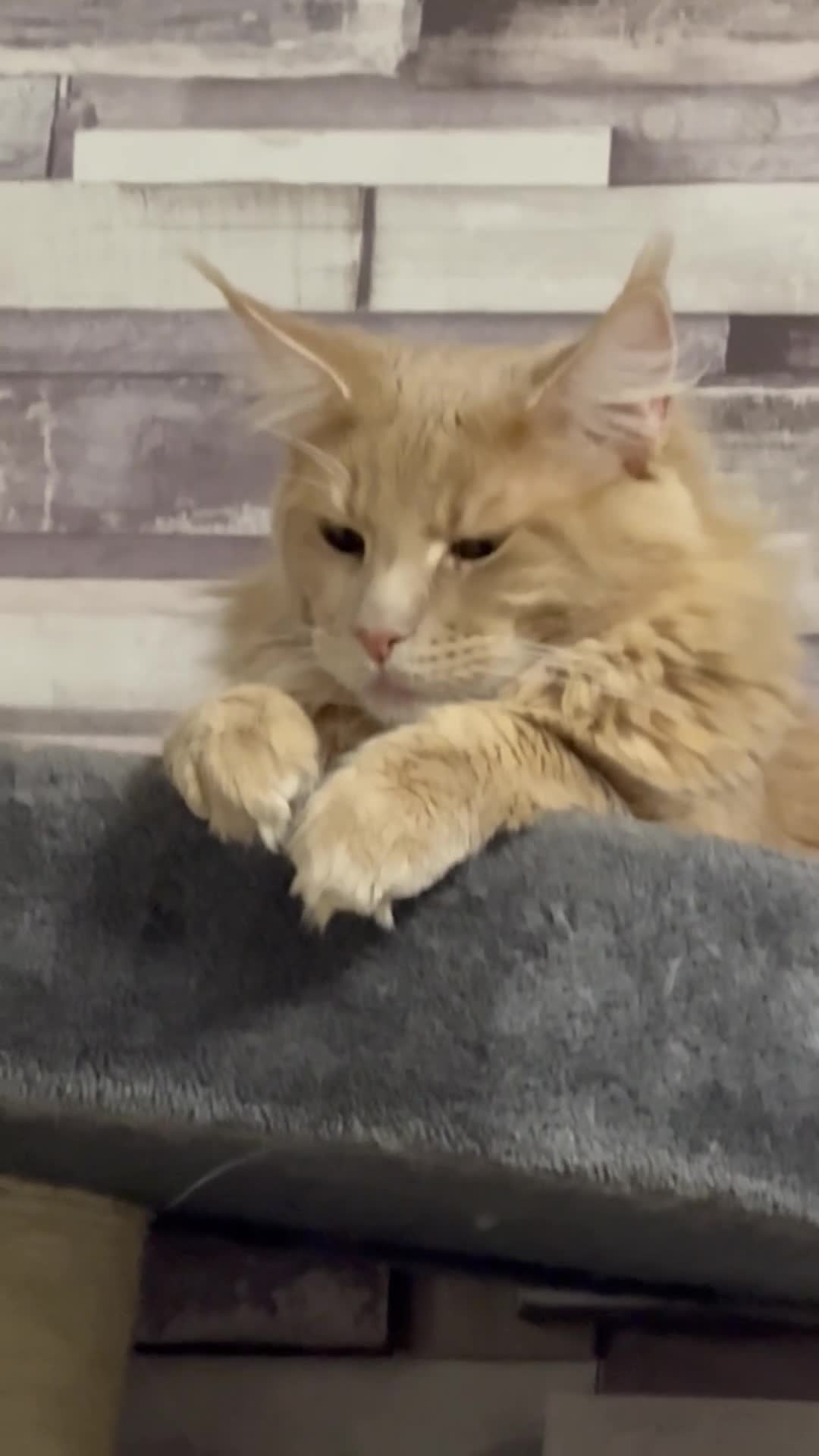Maine Coon cats for stud: Pedigree active registered Maine coon boy for stud - Video 1