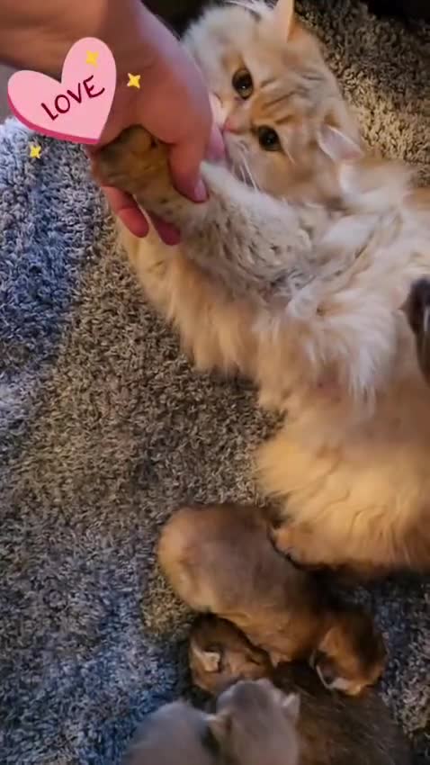 British Longhair cats for sale: Gorgeous British Longhair, last boy Ay11–TICA Reg. - Video 2