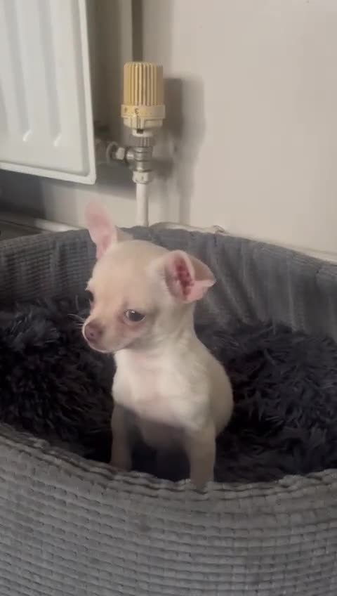 Chihuahua dogs for sale: Chihuahua puppies - Video 2
