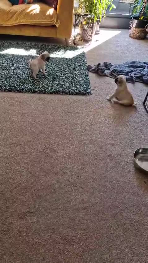 Pug dogs for sale: One cute pug puppies! £800 or best offer  - Video 1