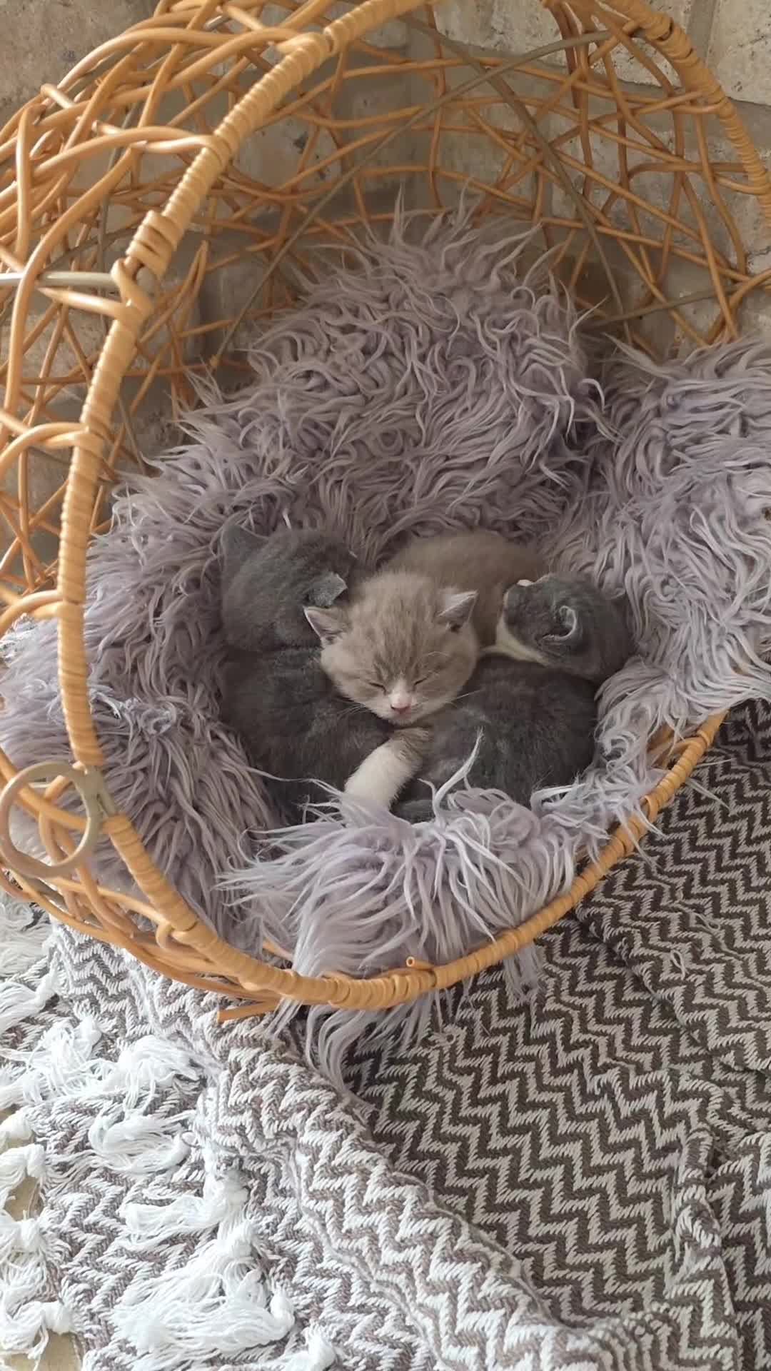 British Shorthair cats for sale: Ready now. 1 Girl left - Video 2