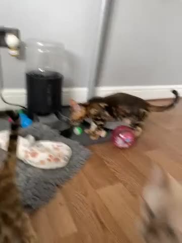 Bengal cats for sale: Pedigree Bengal kittens ready now - Video 1