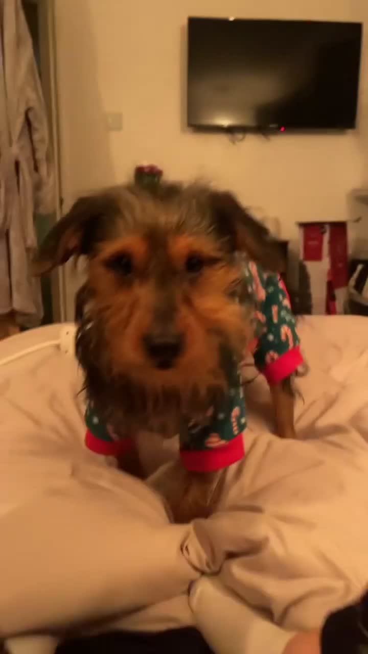 Mixed Breed dogs for sale: Trevor  in Preston - Video 1