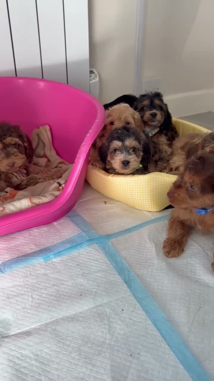 Cockapoo dogs for sale: Stunning sable cockerpoos  - Video 1