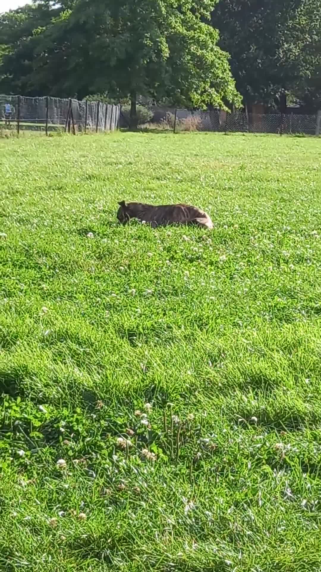 Whippet dogs for sale: Beautiful Whippet Puppies - Video 1