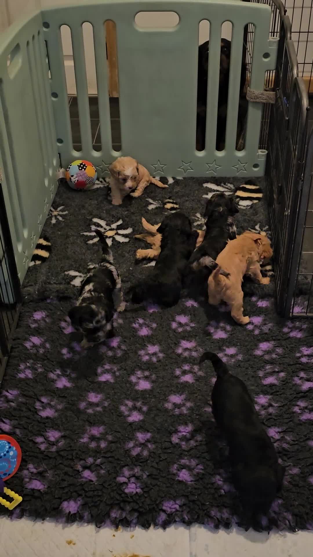 Cavapoo dogs for sale: Health tested F1 Cavapoo puppies - Video 2