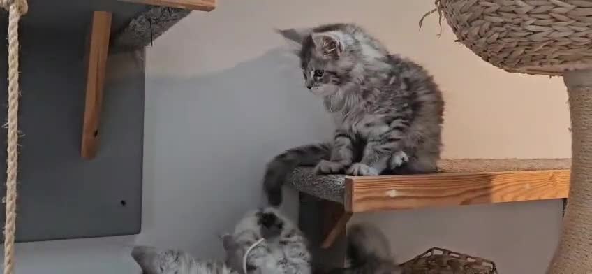 Maine Coon cats for sale: Large Maine Coon kittens regd European bloodline  - Video 2