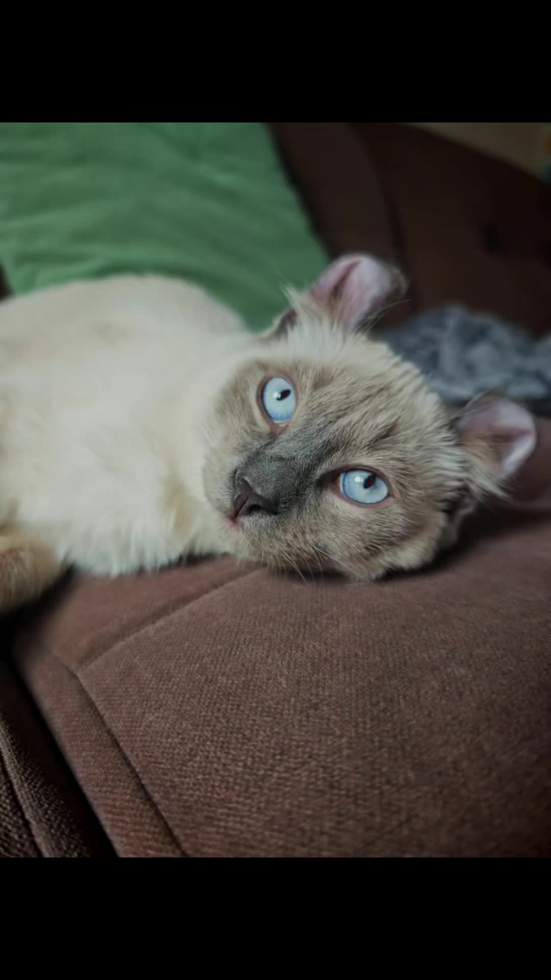 Mixed Breed cats for sale: RARE, Unique, Affectionate boys available!  - Video 4