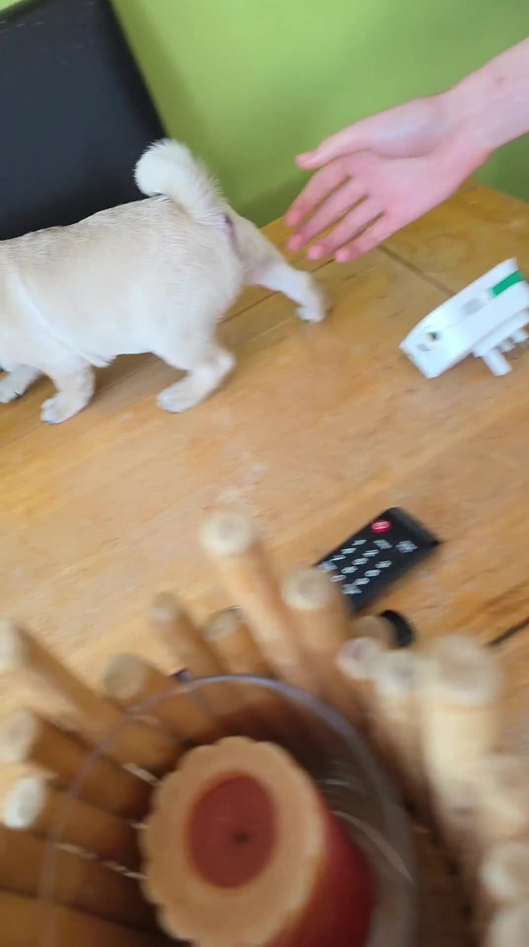 Pug dogs for sale: Update 22/7/25 SILVER AND APRICOT PUPPIES  - Video 5