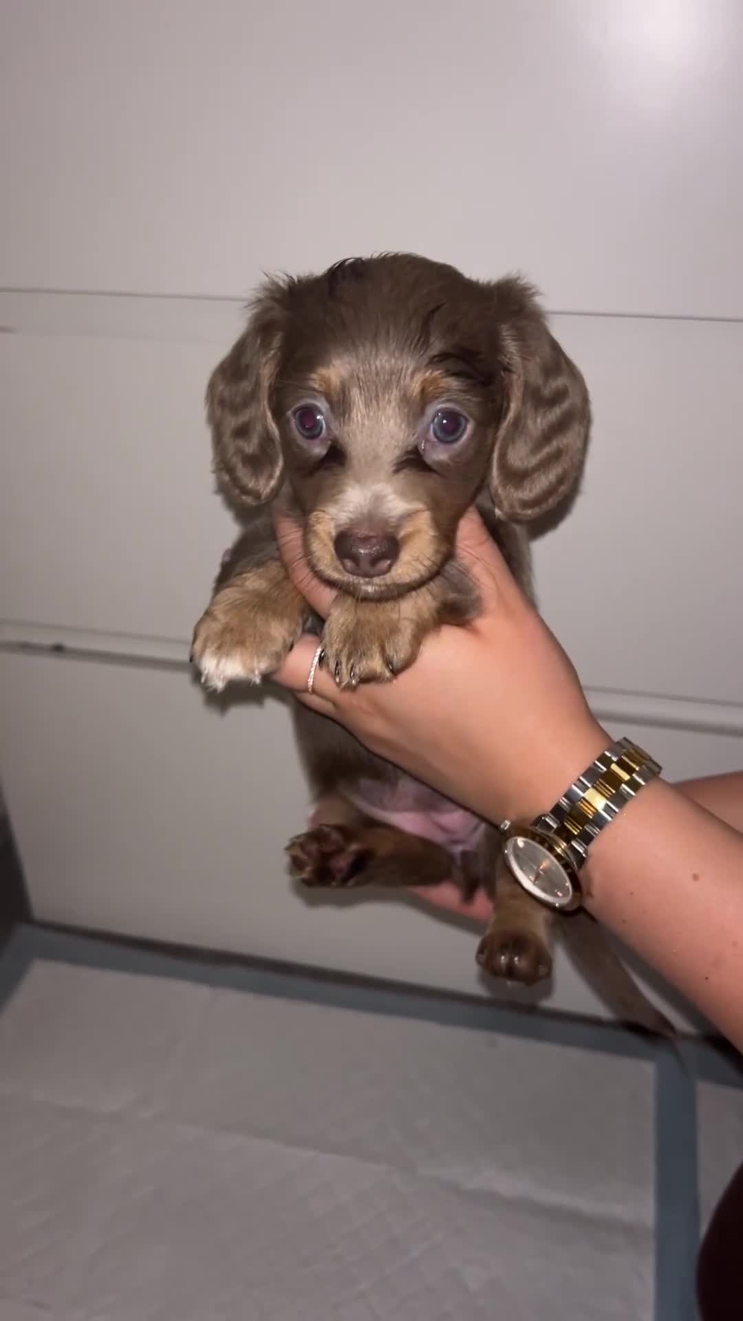 Miniature Dachshund dogs for sale: FLUFFY MINIATURE DACHSHUNDS - Video 1