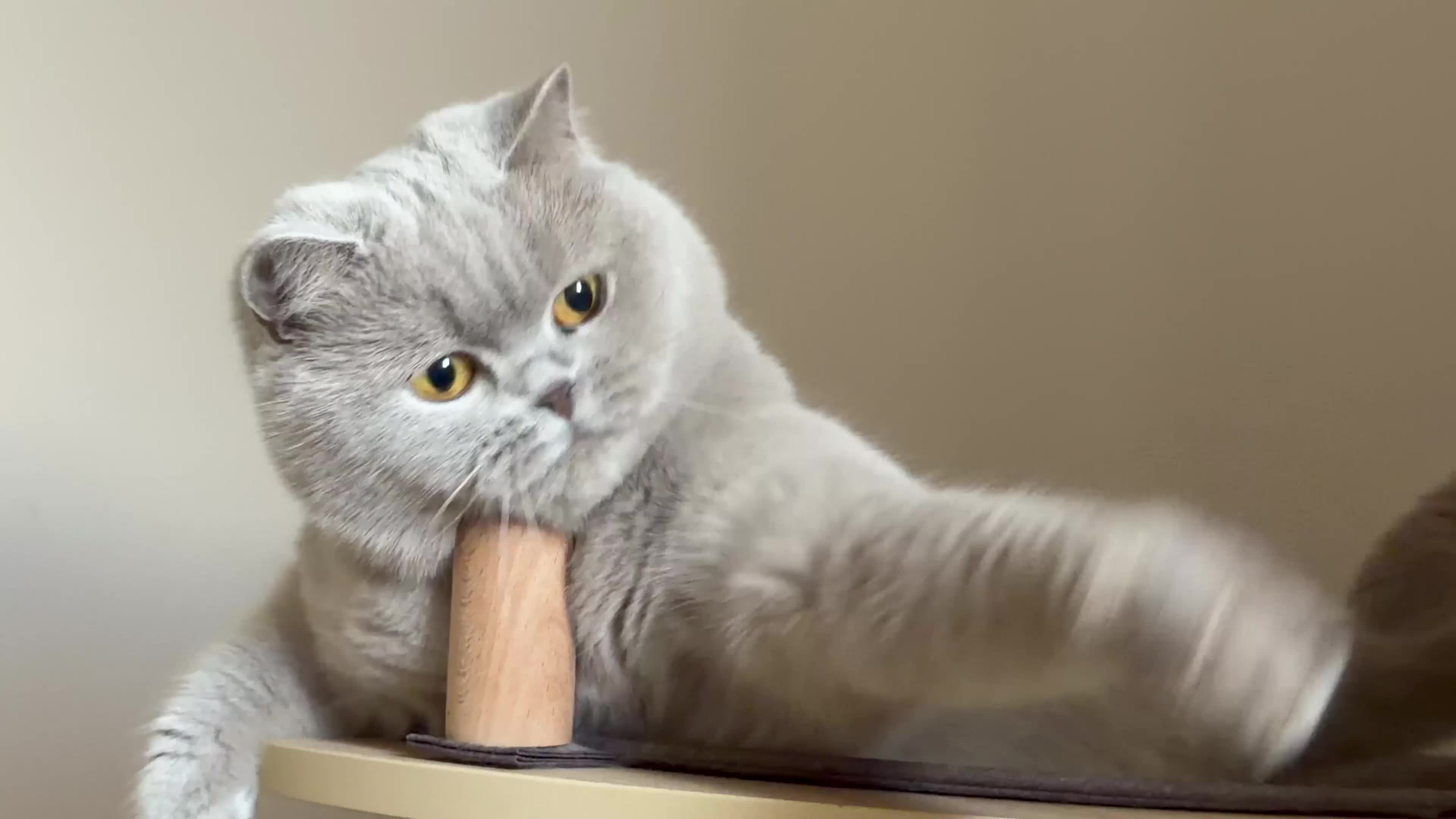 British Shorthair cats for sale: Wonderful liliac girl British shorthair    - Video 3