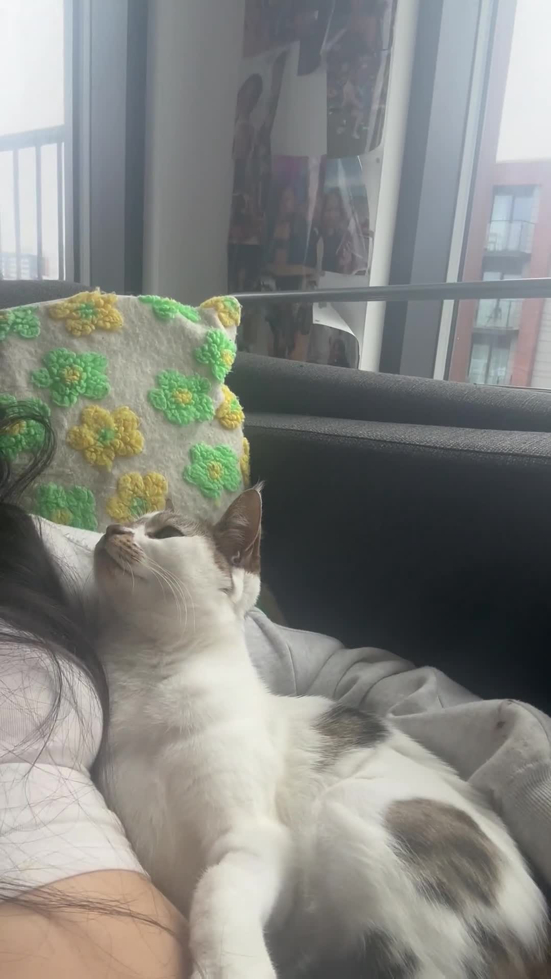 Domestic Shorthair cats for sale: Beautiful girl cat for rehoming  - Video 2