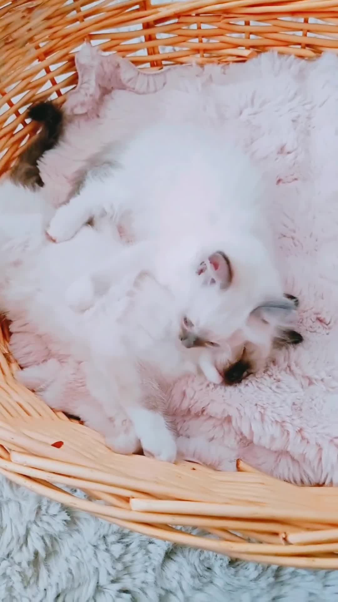 Ragdoll cats for sale: Raised with Love, looking for forever homes 🏠❤️ - Video 1