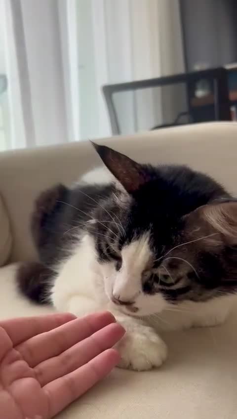 Mixed Breed cats for adoption: Meet Charli - Video 1