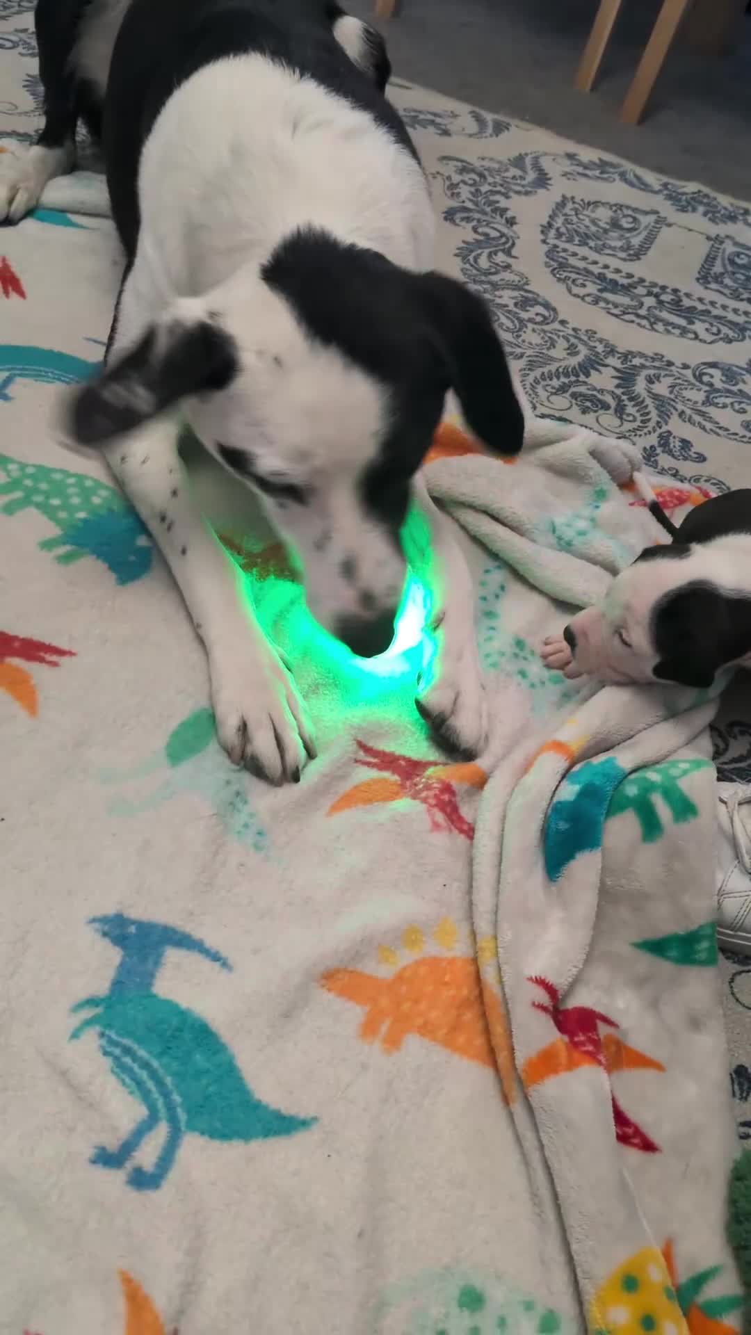 Mixed Breed dogs for sale: Borador bully puppies x3 girl viewings now  - Video 1