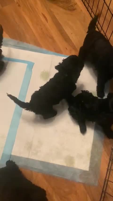 Cockapoo dogs for sale: Rare Black Tightly Curled Cockapoo Puppies - Video 1