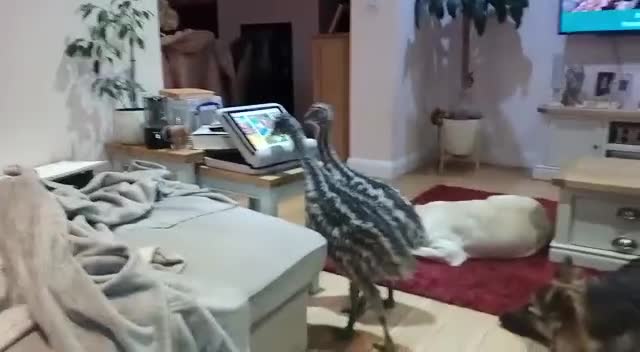 Emus poultry for sale: female emu - Video 1