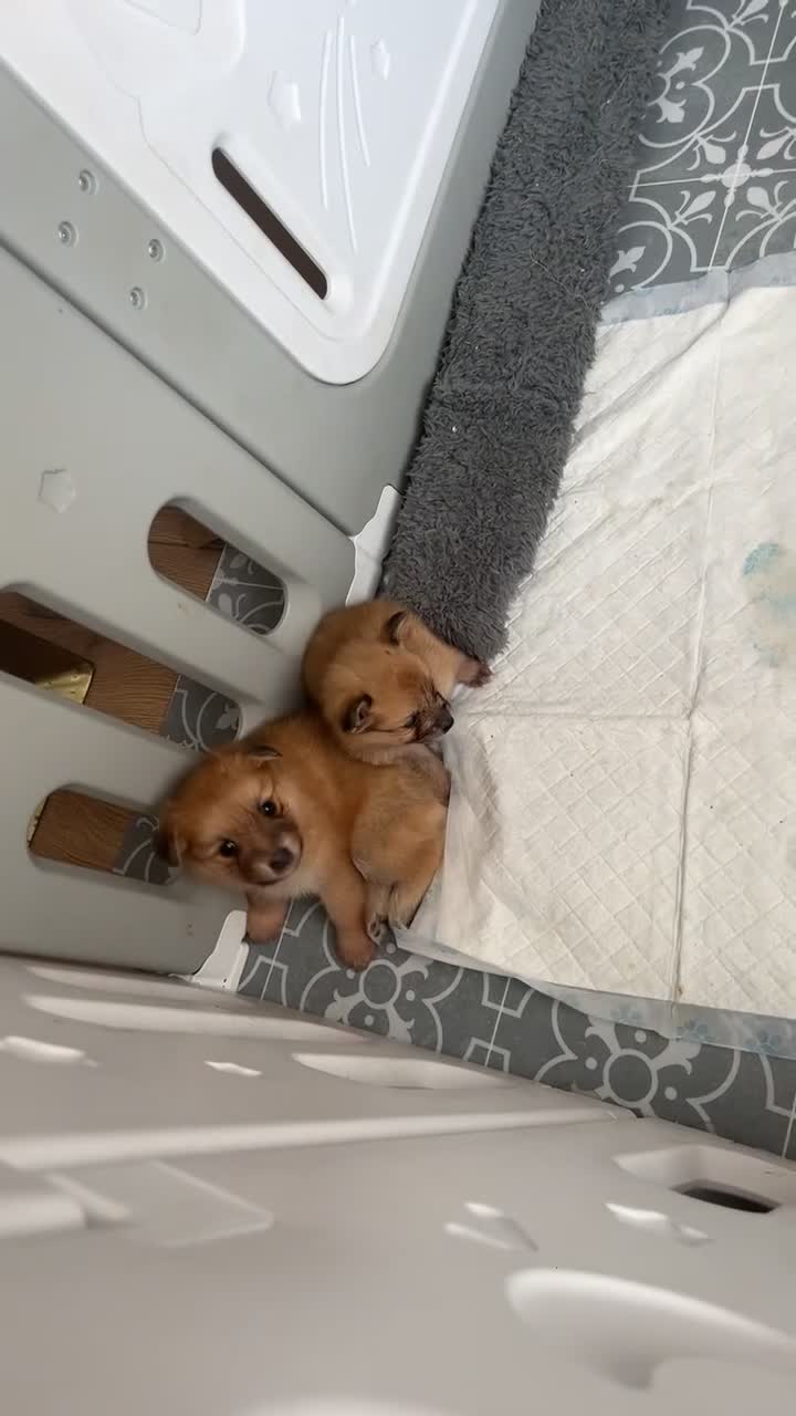 Pomeranian dogs for sale: POMERANIANS - Video 5