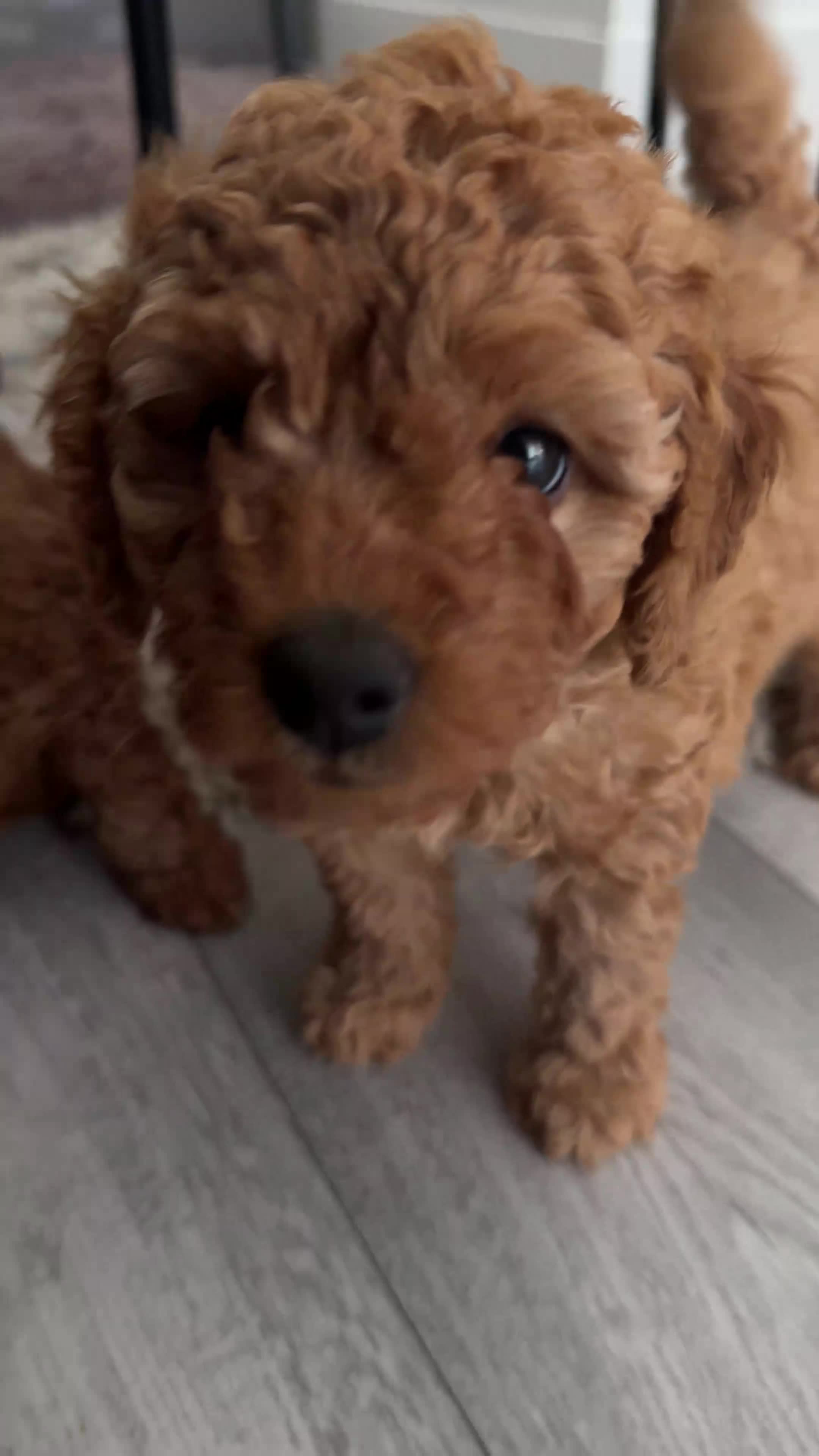 Miniature Poodle dogs for sale: Beautiful Miniature Poodle Puppies 🐾 - Video 2