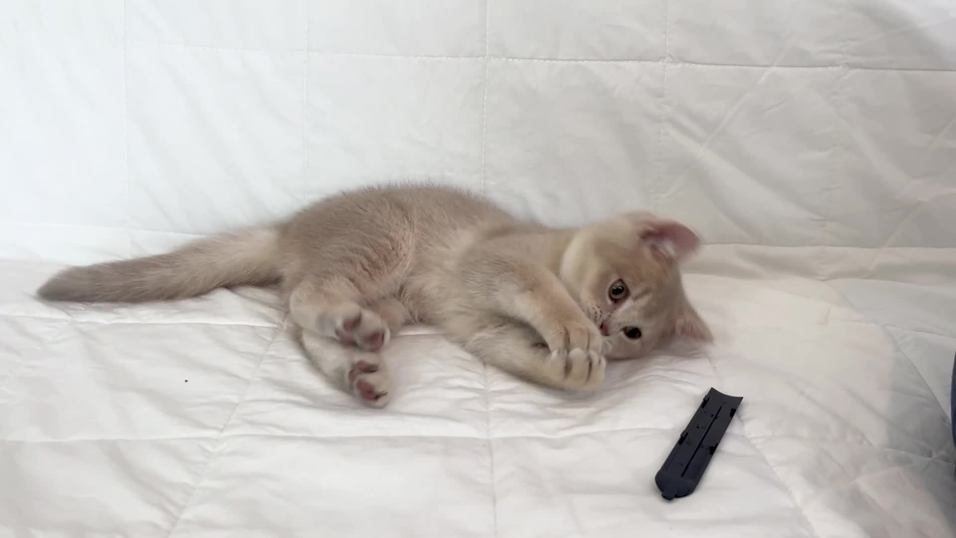 British Shorthair cats for sale: 🐾Purebred BSH Kittens🐾  in London - Video 1