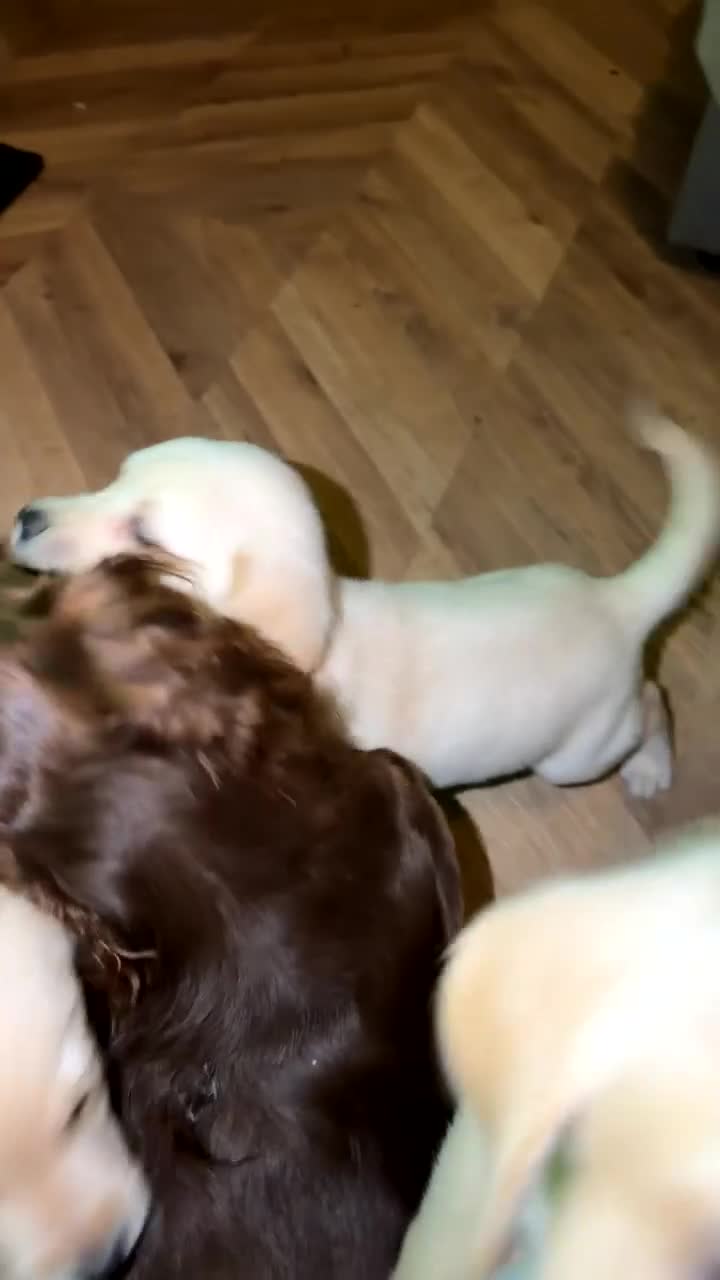 Goldador dogs for sale: 🐾 Stunning Goldador puppies 1 boy available 🐾 - Video 2