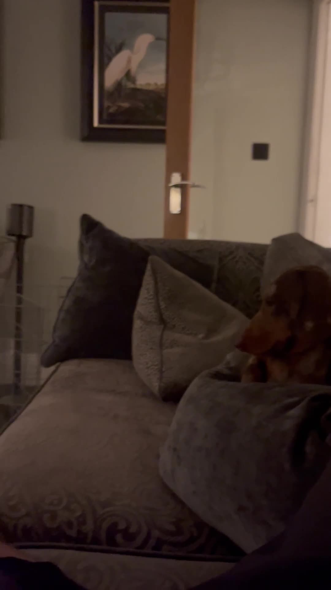 Miniature Dachshund dogs for sale: 7 Miniature Dachshunds for sale - Video 1