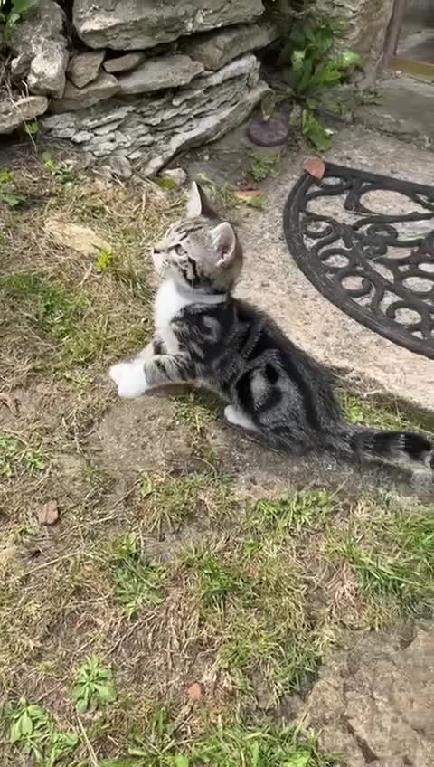 Bengal cats for sale: Stunning Bengal Plus - Video 5