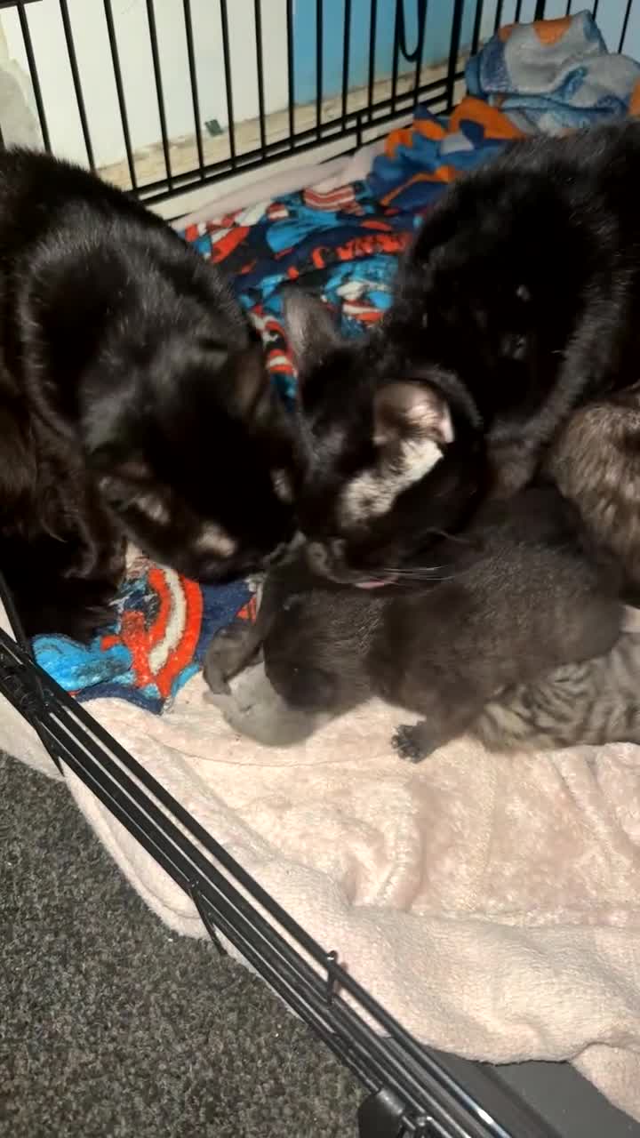 Mixed Breed cats for sale: 6 kittens looking for new homes  - Video 2