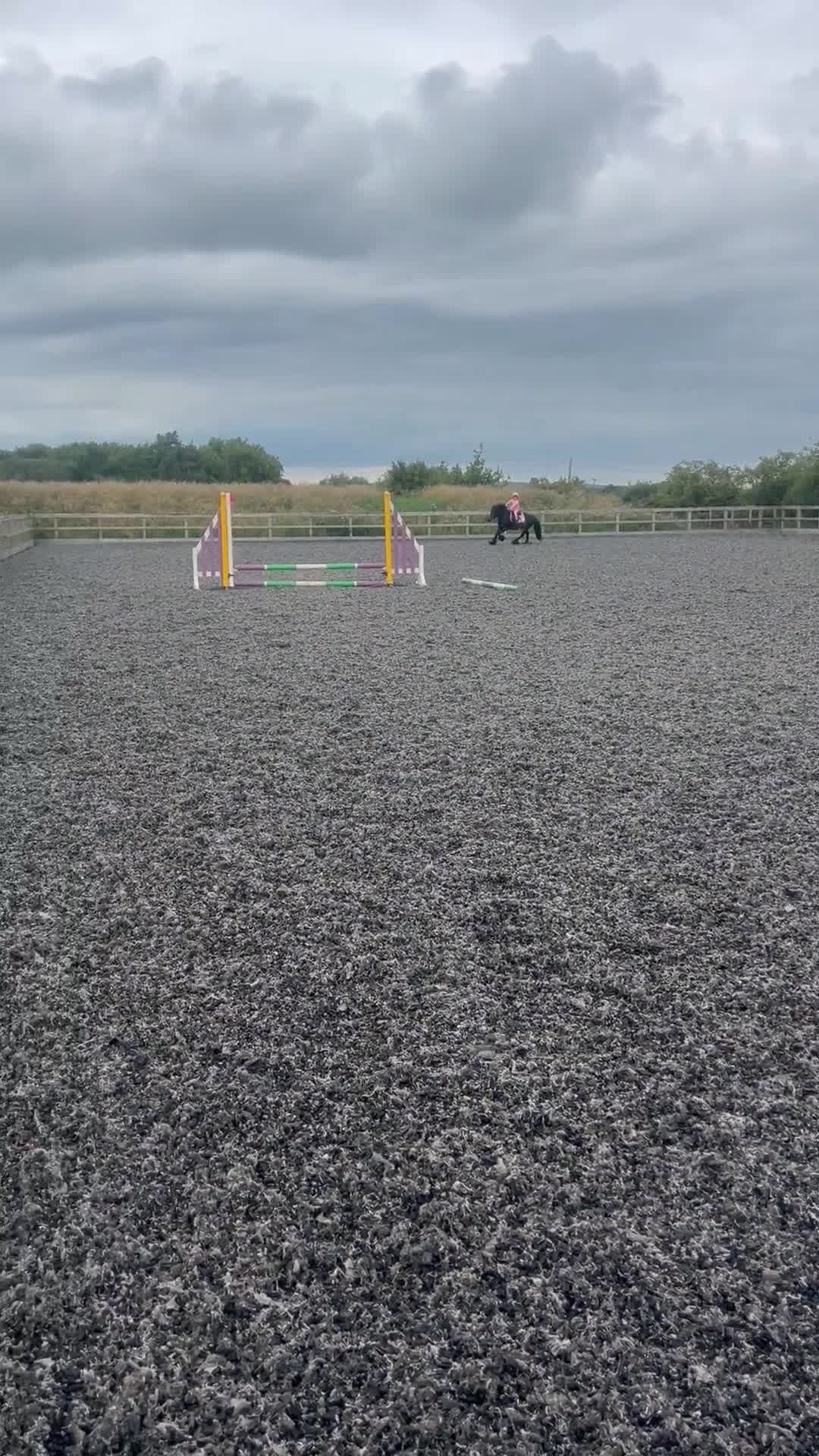 Fell horses for sale: Basil 13.2 registered fell gelding  - Video 2