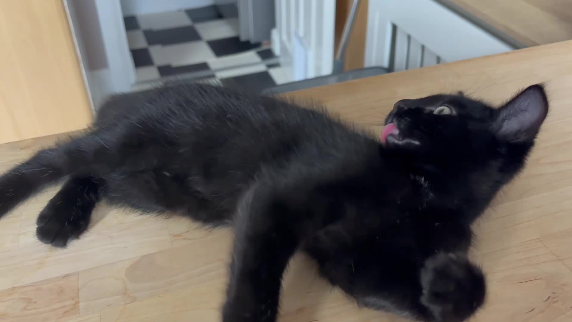 Mixed Breed cats for sale: Two gorgeous kittens looking for a forever home - Video 1