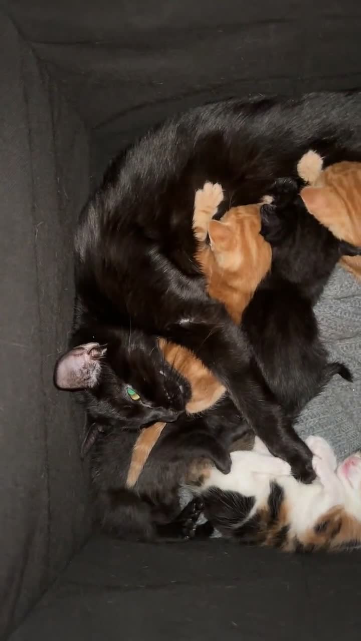 Domestic Shorthair cats for sale: Kittens Available  - Video 1