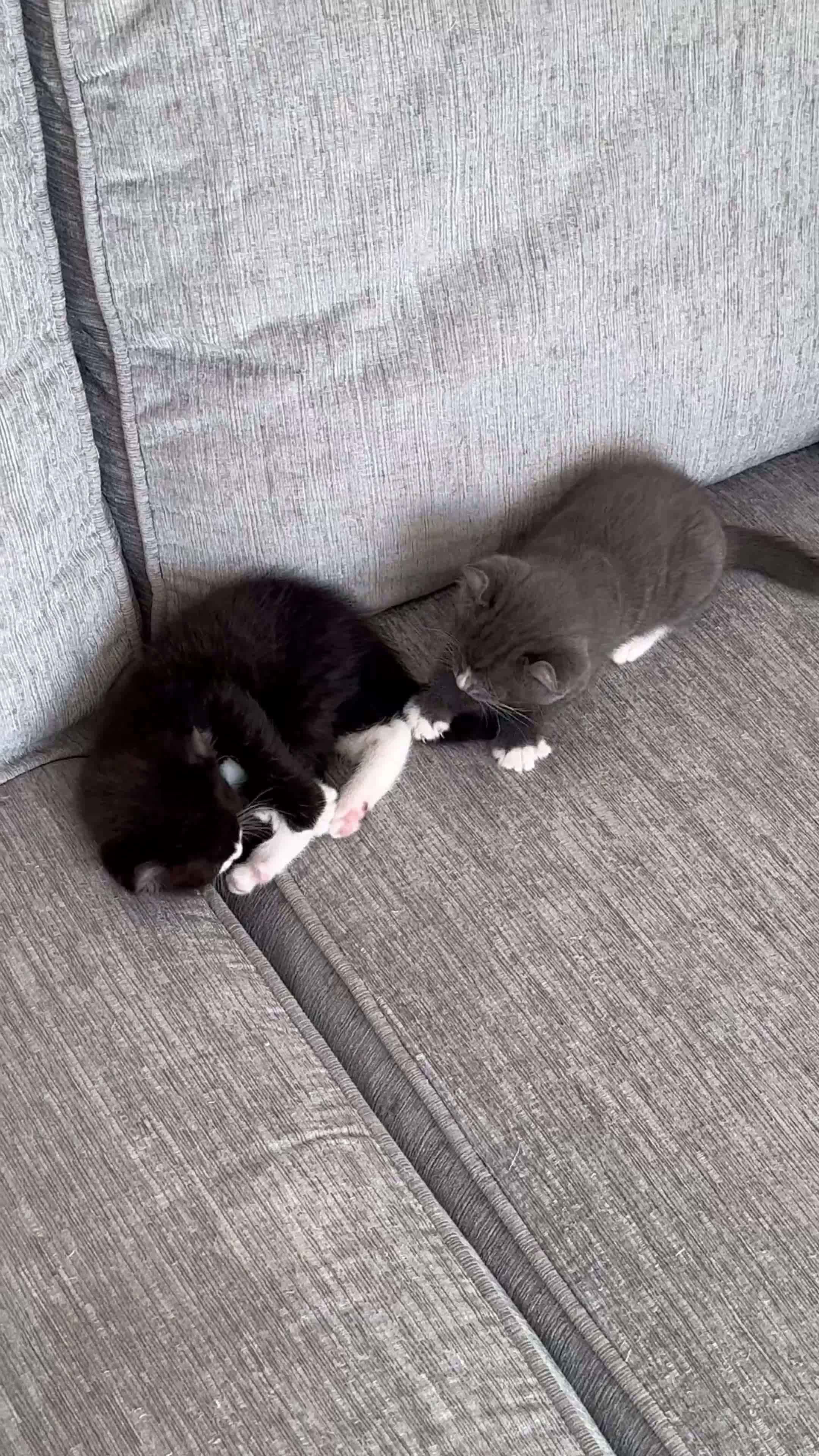 Mixed Breed cats for sale: Stunning Mixed Coloured Kittens!  - Video 1