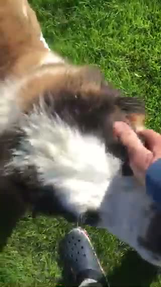 Saint Bernard dogs for sale: Rough Coated Pure St. Bernards - Video 5