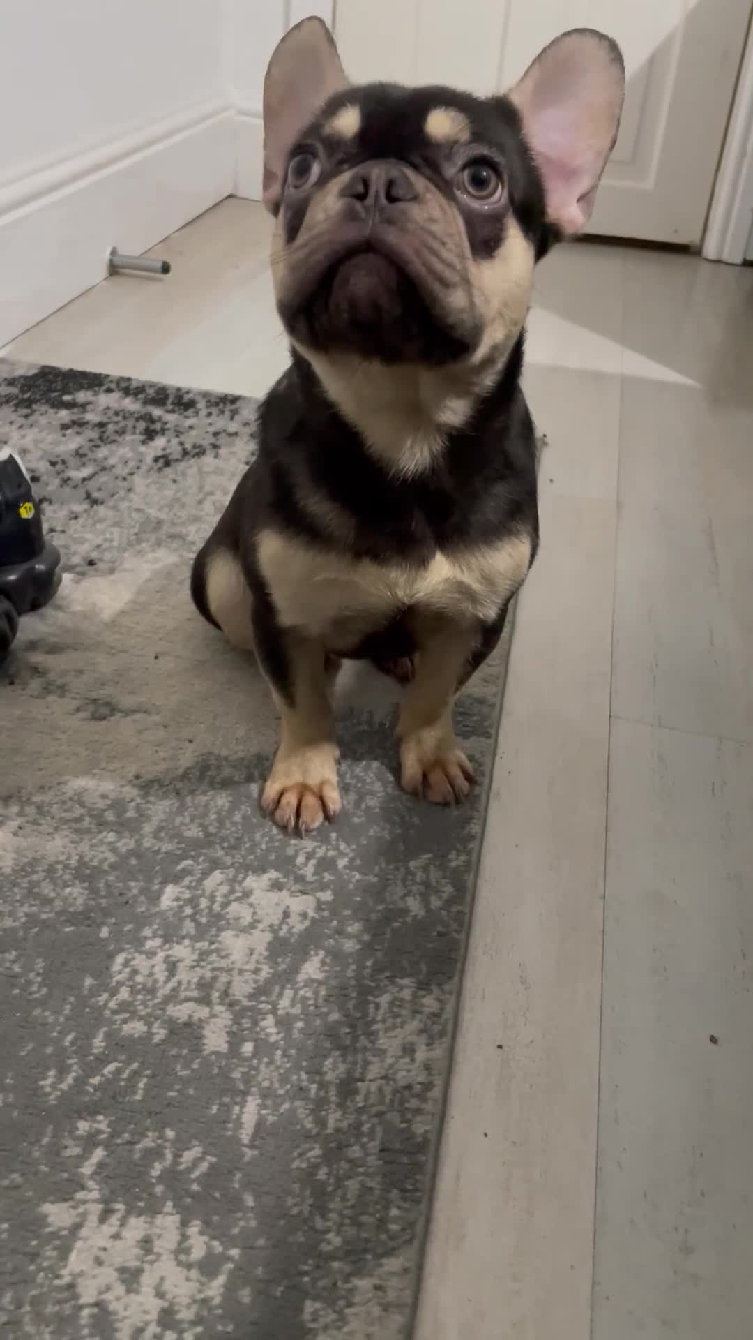 French Bulldog dogs for sale: ‼️💙Blue The Frenchie💙‼️ - Video 1