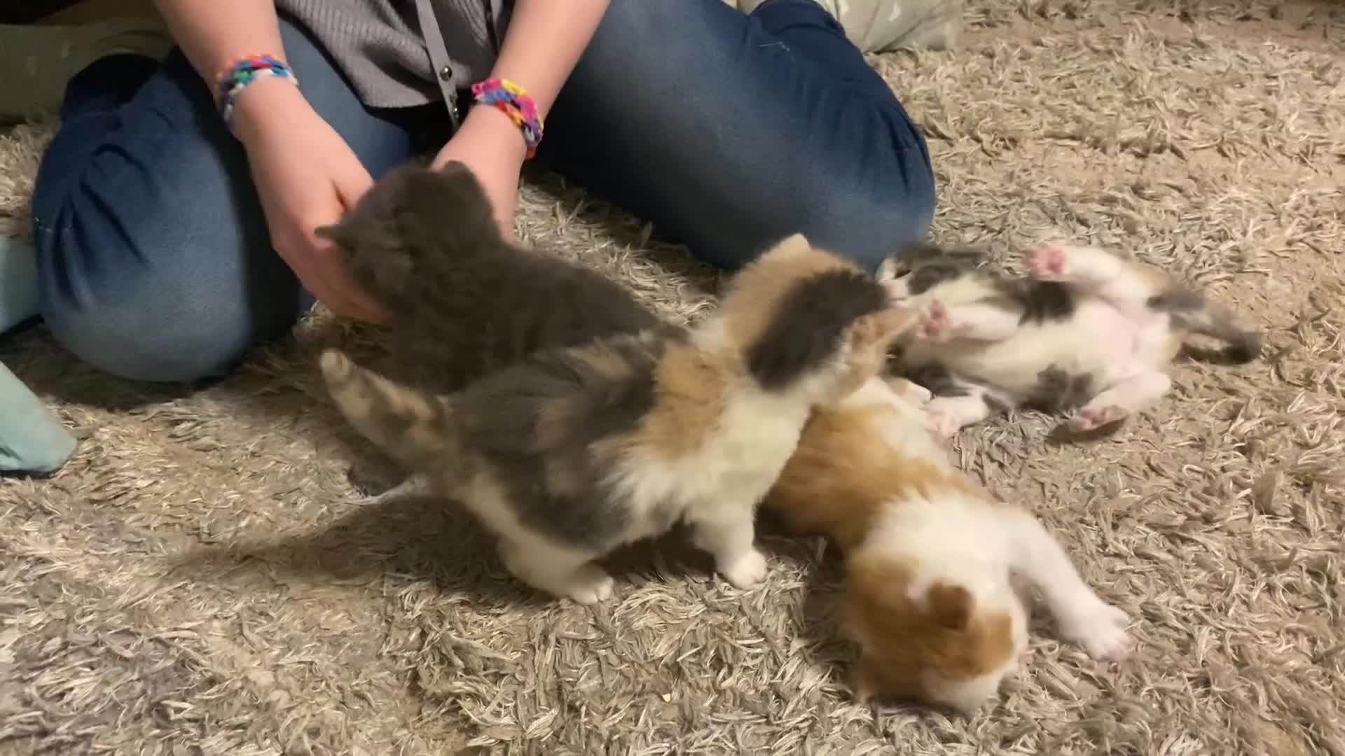 American Shorthair cats for sale: 4 amazingly beautiful kittens - Video 1