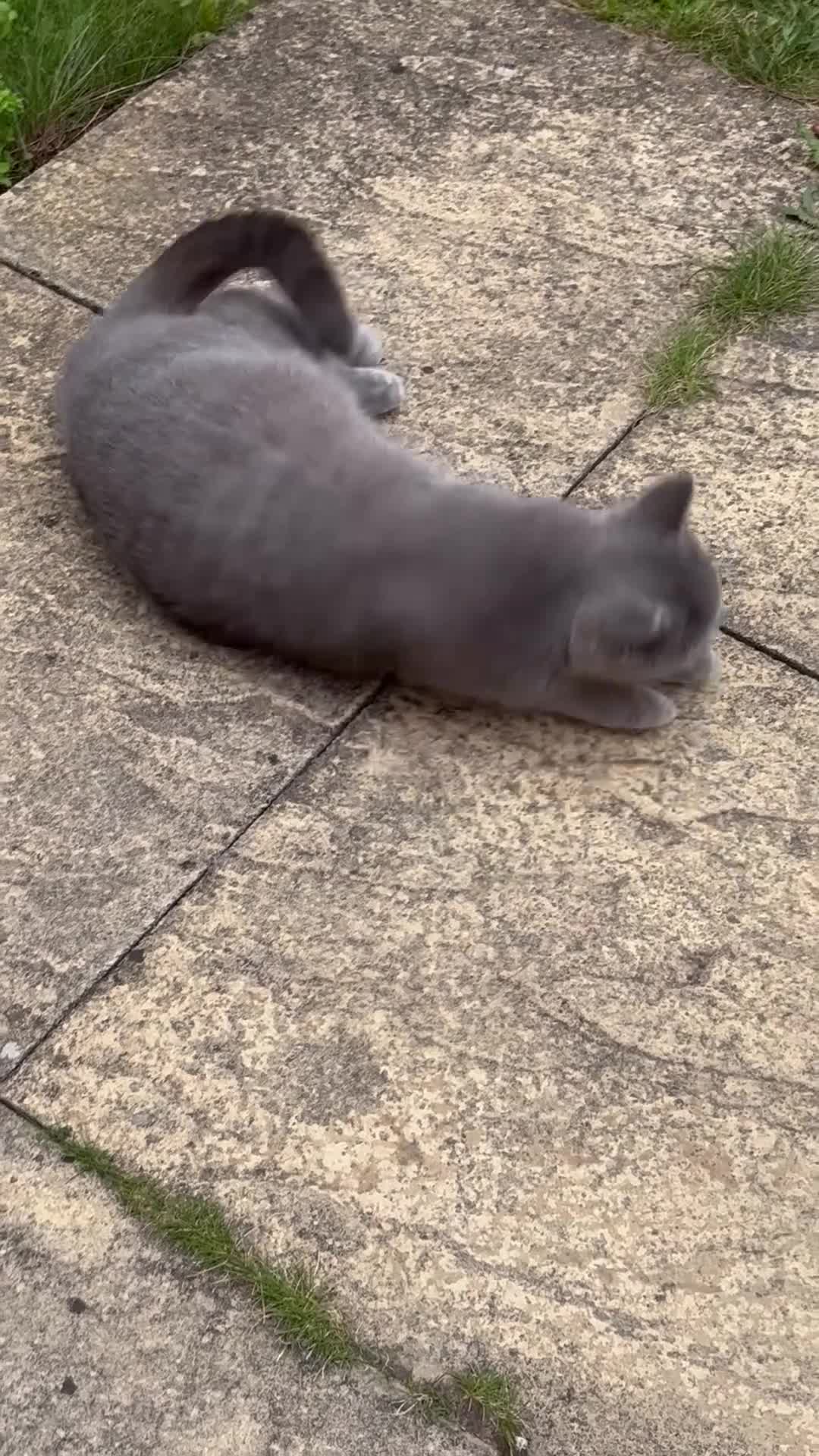 British Shorthair cats for sale: British Shorthair Boy  - Video 1