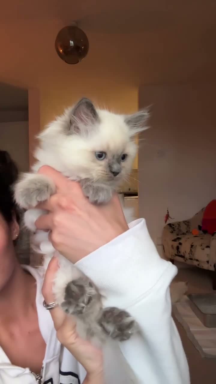 Ragdoll cats for sale: ❗️ONLY 2 LEFT❗️ 2 girls💗beaut ragdolls💗 - Video 2