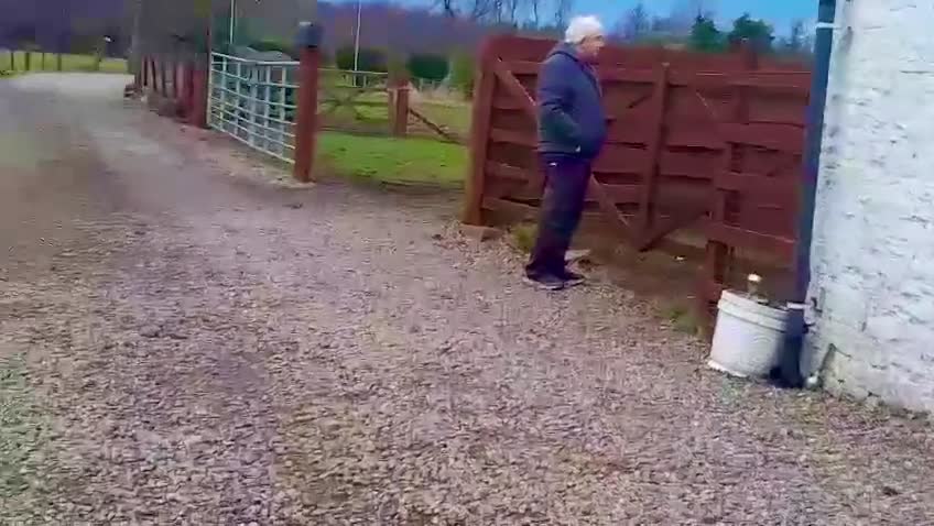 Cocker Spaniel dogs for sale: Fully vaccinated show cockers ready to go! - Video 3