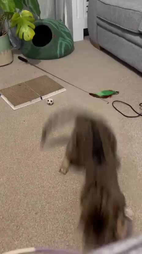 Bengal cats for adoption: Part Bengal Leo looking for a home - Video 1