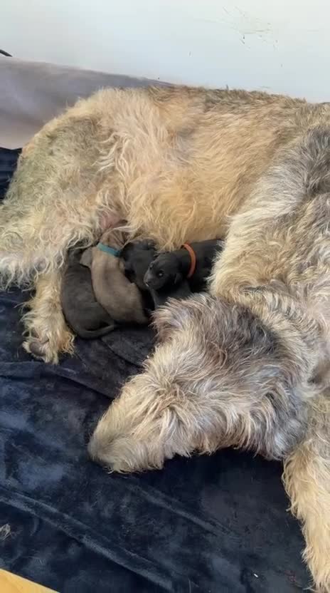 Irish Wolfhound dogs for sale: Irish Wolfhound Puppies for Sale: 3 Female 5 Male  in Cannock - Video 1