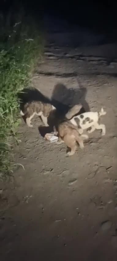 Mixed Breed dogs for adoption: ODIN, a superb young boy - for a Loving Home  - Video 5