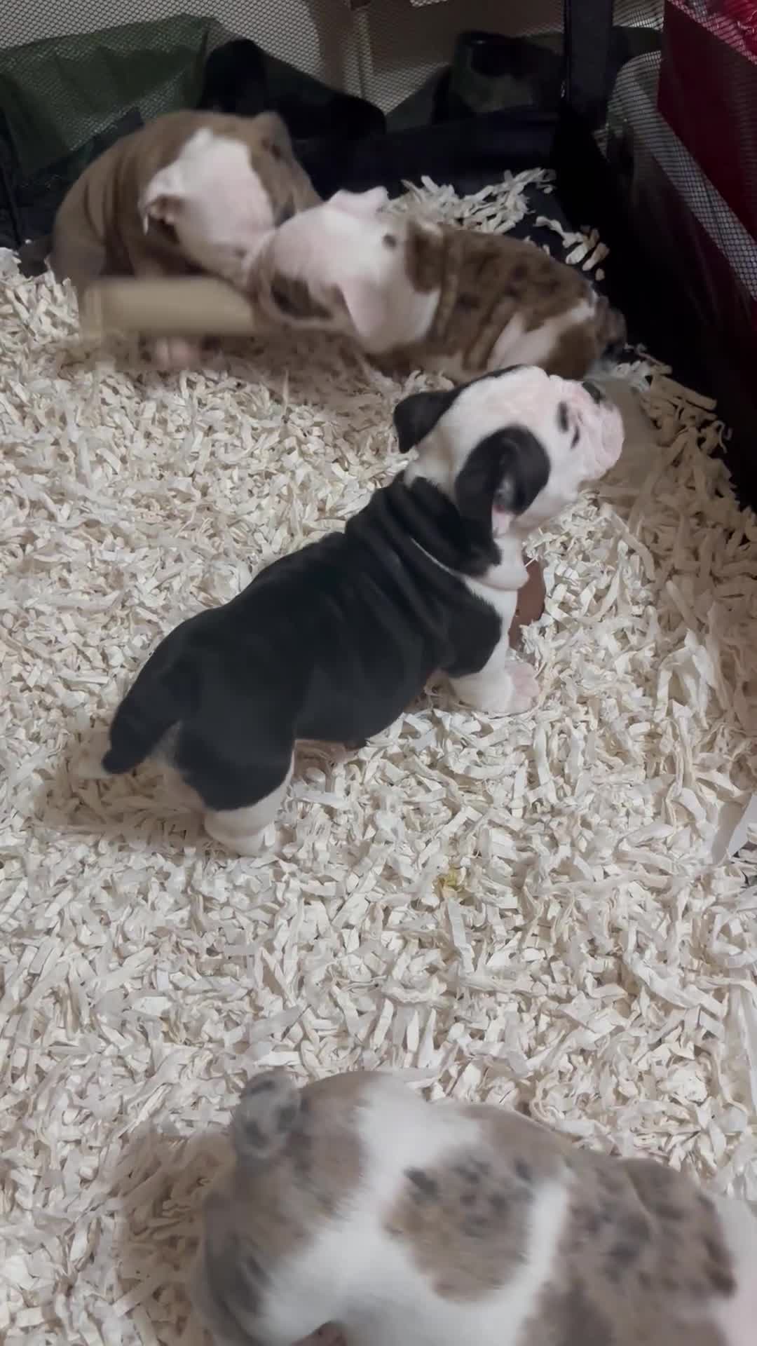 English Bulldog dogs for sale: 🌟Ready Now!🌟 - Video 2