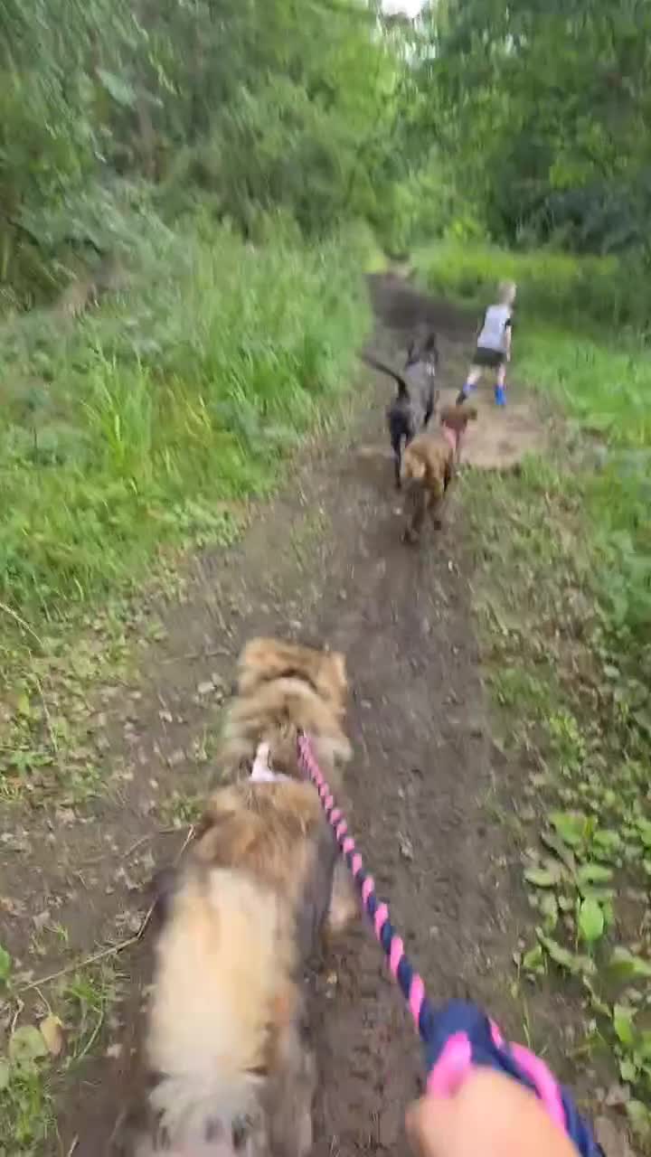 Mixed Breed dogs for sale: 9month old pup called Coco - Video 1