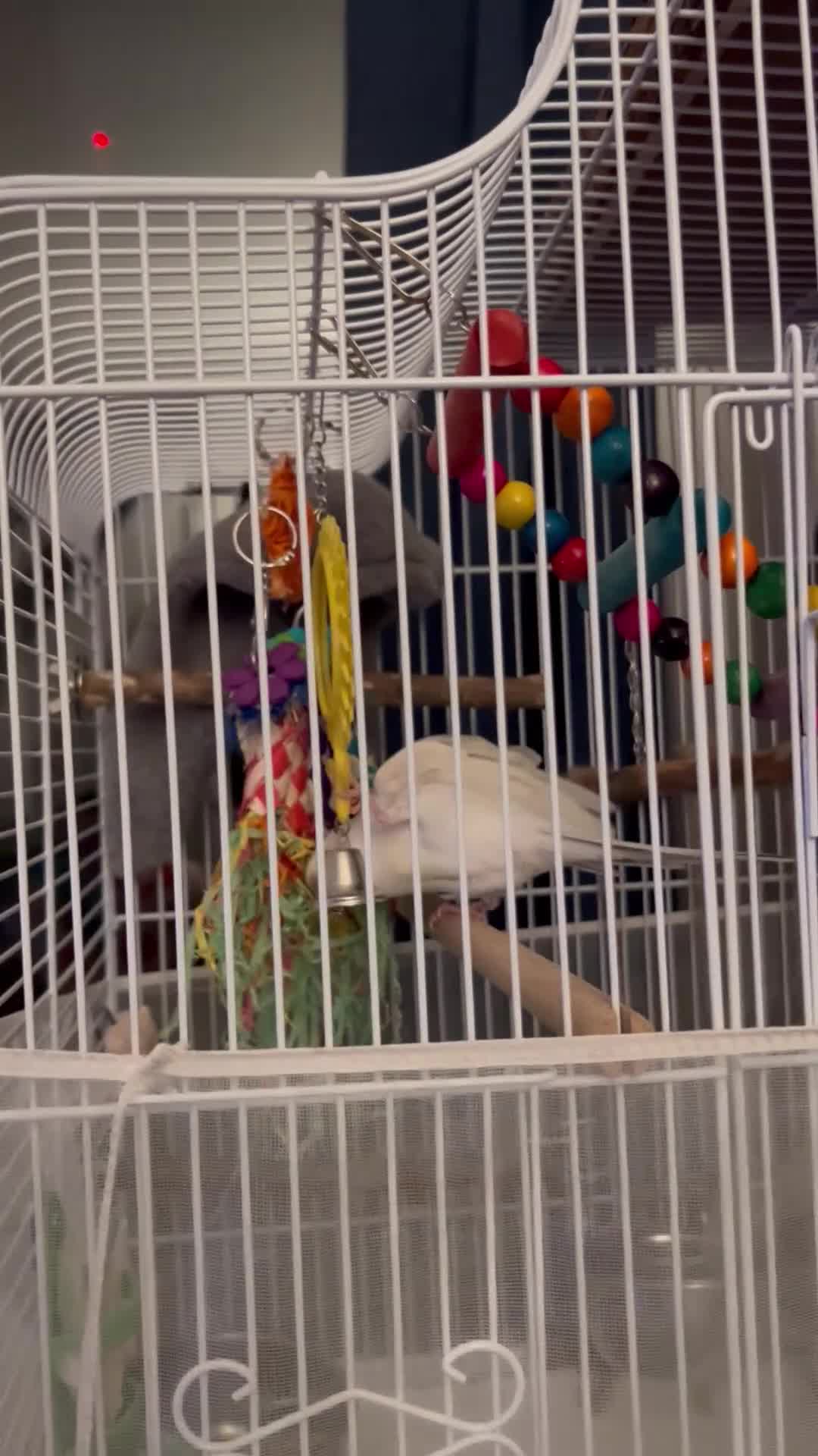 Budgerigars birds for sale: Female Budgie - Video 3