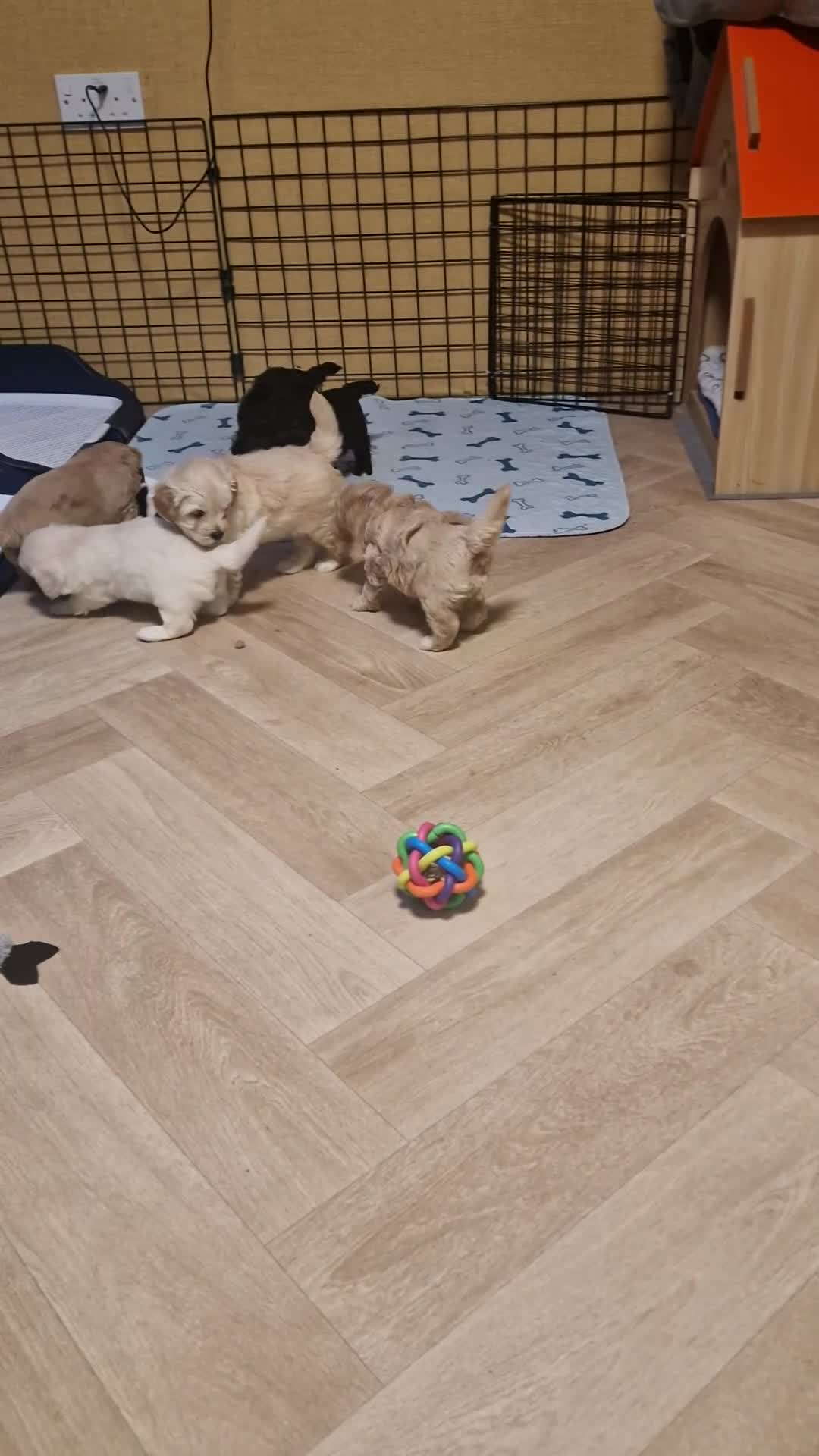 Maltipoo dogs for sale: Maltipoo  - Video 1