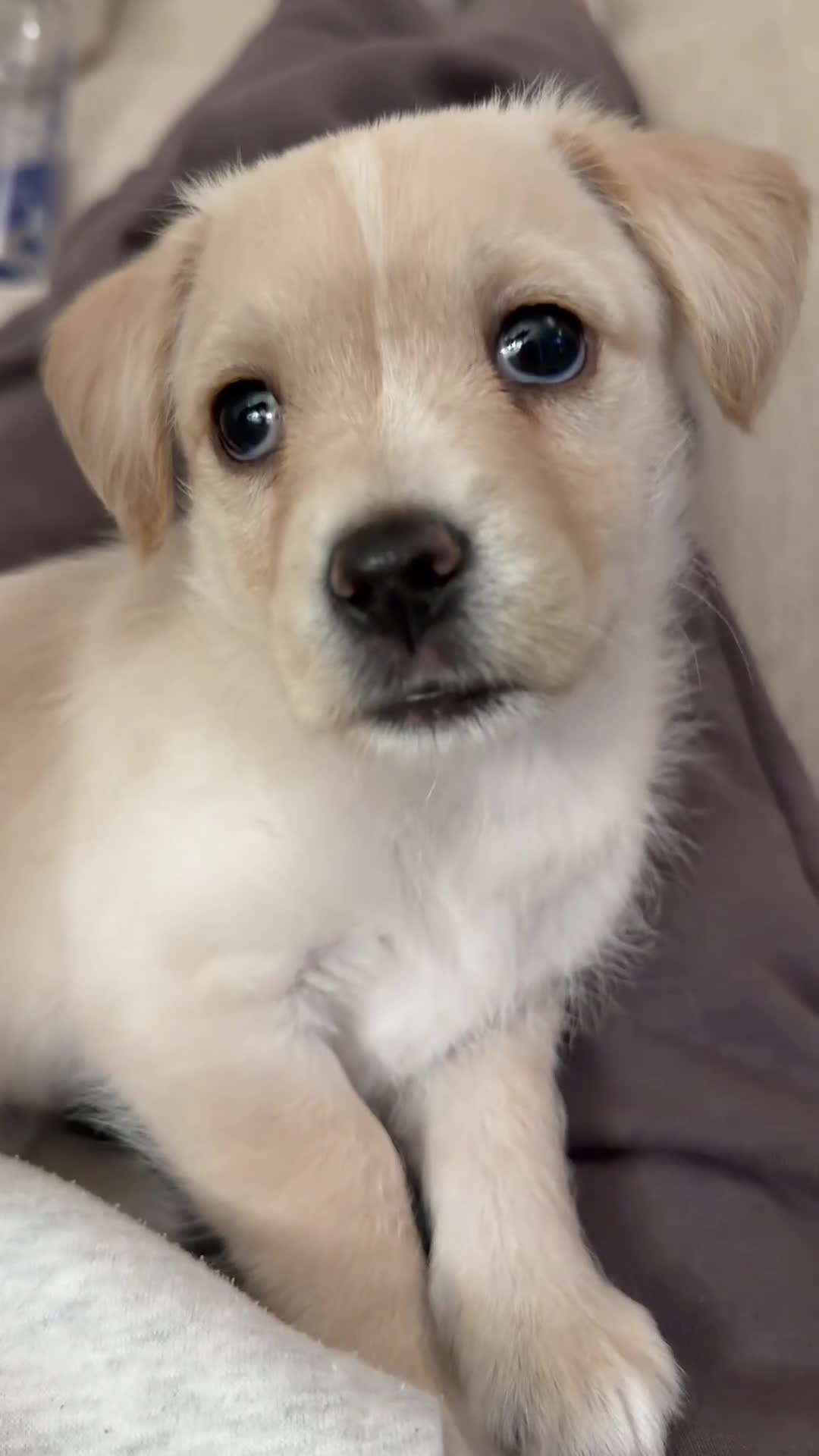 Jack Russell dogs for sale: Stunning Cream Puppy - Video 1