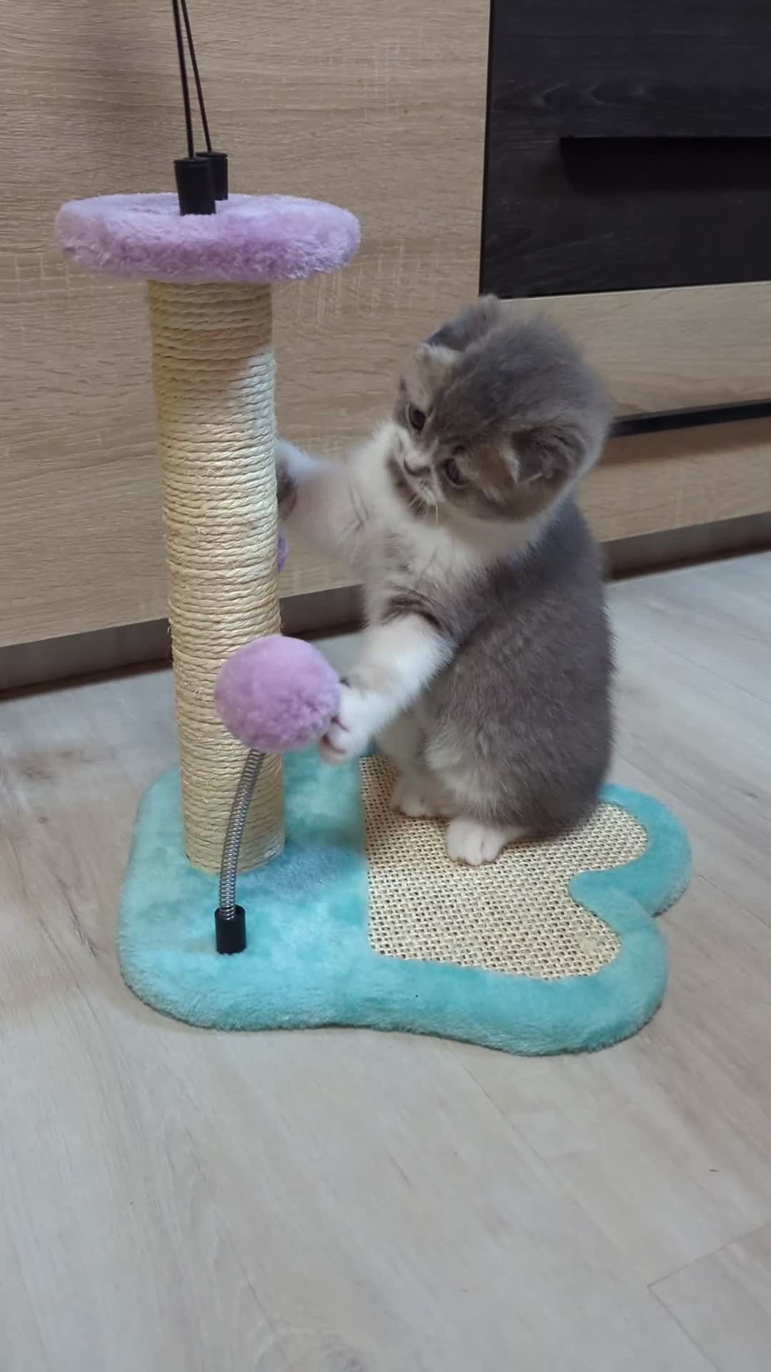 Scottish Fold cats for sale: TICA Registered Scottish kittens - Video 2